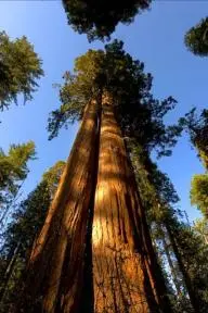 Cedar Sequoia International_peliplat