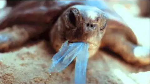 1. Bande Annonce "Océan de plastique"