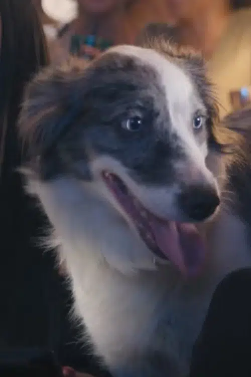 Nova