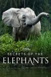 Secrets of the Elephants_peliplat
