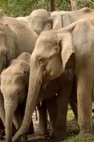 Asian Elephants 101_peliplat