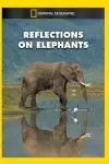 Reflections on Elephants_peliplat
