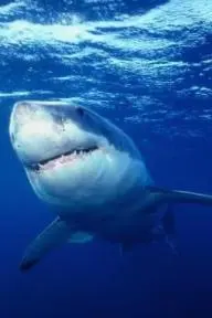 Great White Shark_peliplat