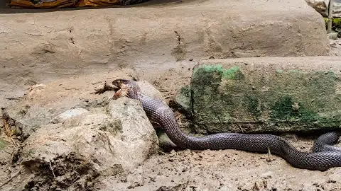 Cobra vs Toad | Planet Earth III