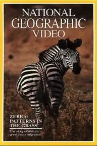 Zebras: Patterns in the Grass_peliplat