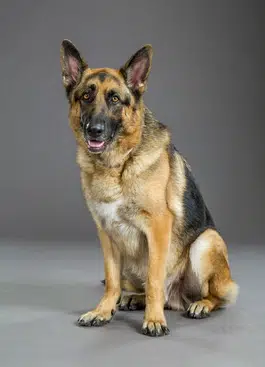 Ace