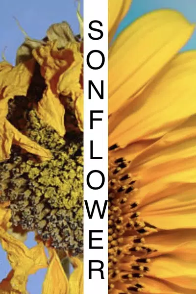 SonFlower