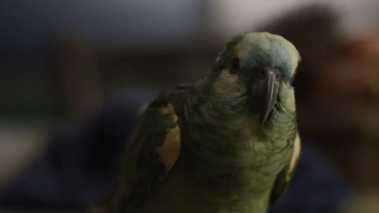 Teaser My Parrot Mom English subtitles - HD 720p