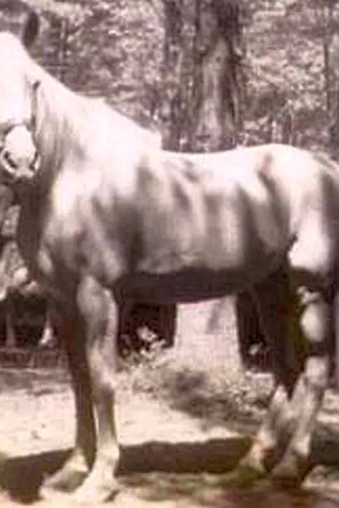 Tarzan