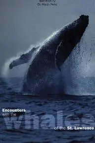 Rencontres avec les baleines du Saint-Laurent_peliplat
